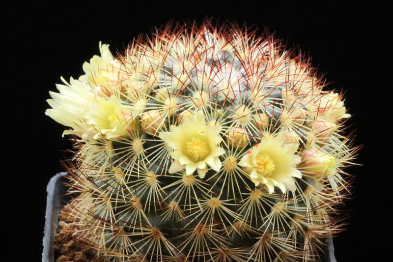 Mammillaria densispina 