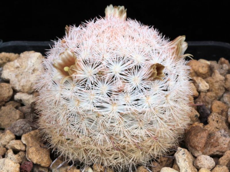 Mammillaria gasseriana SB 1902