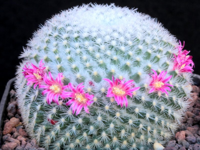 mammillaria lanigera