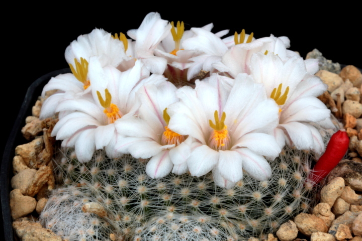 Mammillaria lenta 