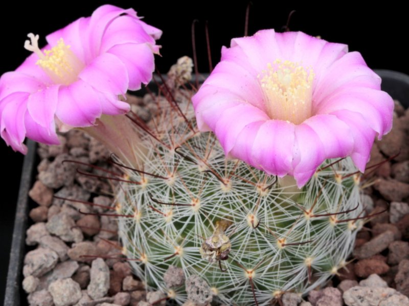 Mammillaria longiflora 