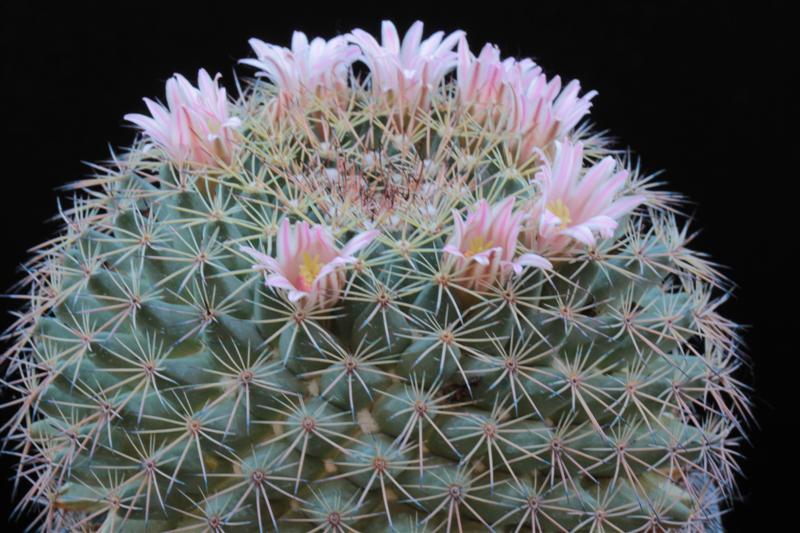 Mammillaria melanocentra 