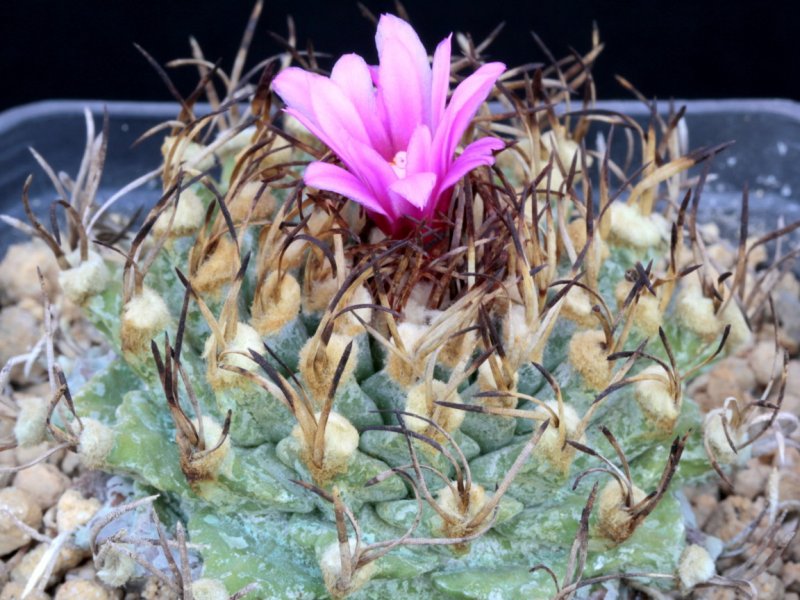 Turbinicarpus alonsoi 