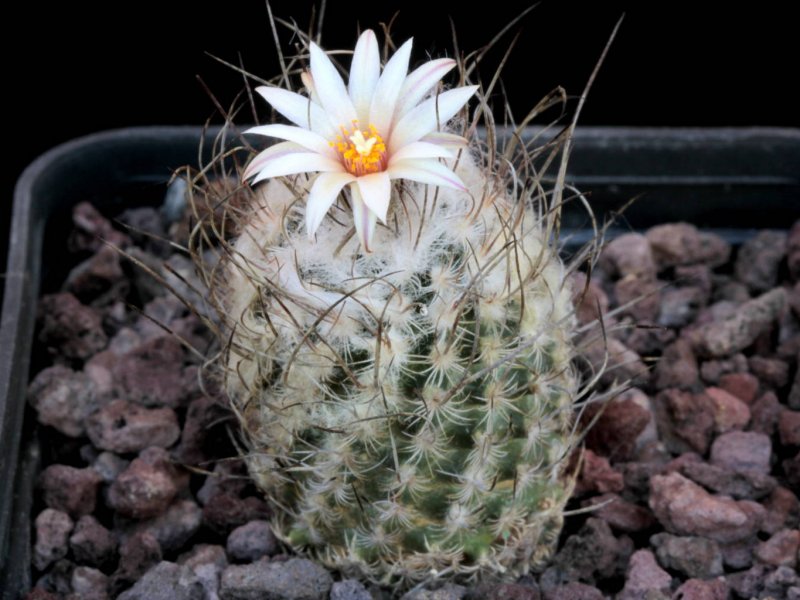 Turbinicarpus dickisoniae 