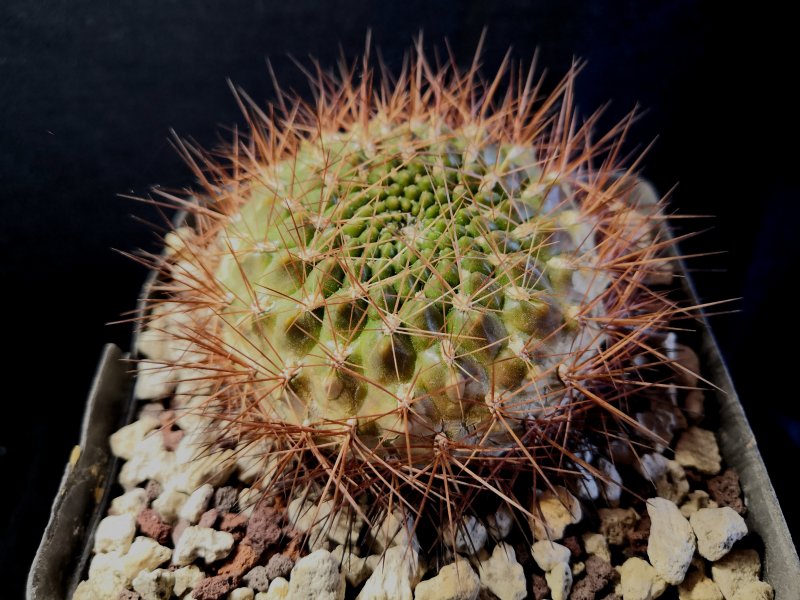 Sulcorebutia trojapampensis HJ1190/Ge1