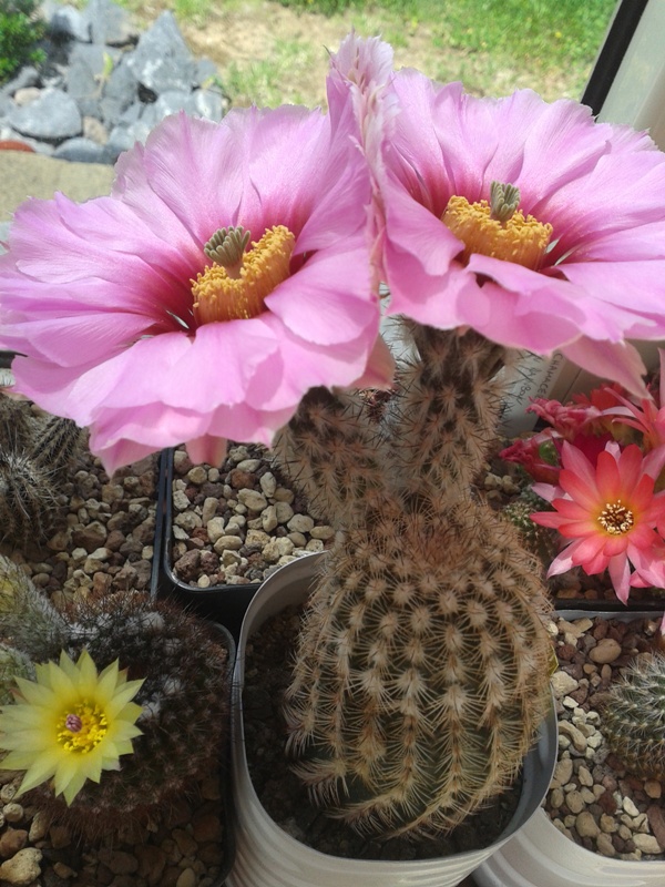 Echinocereus fitchii 