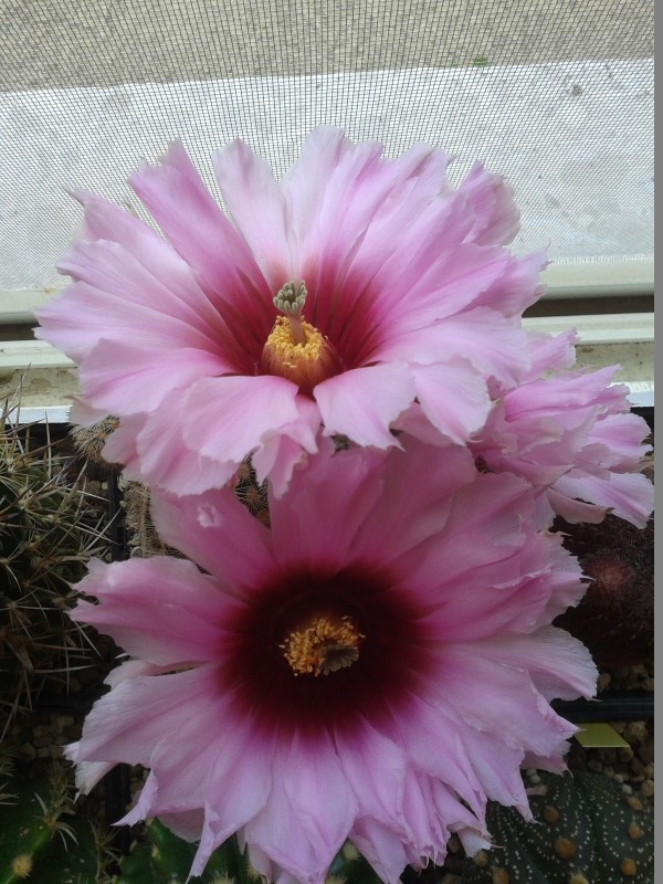 Echinocereus fitchii 