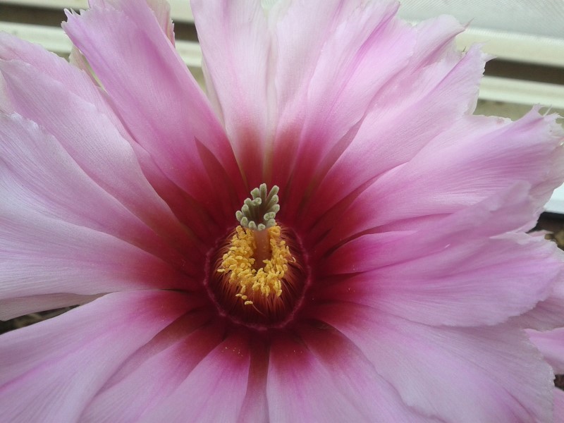 Echinocereus fitchii 