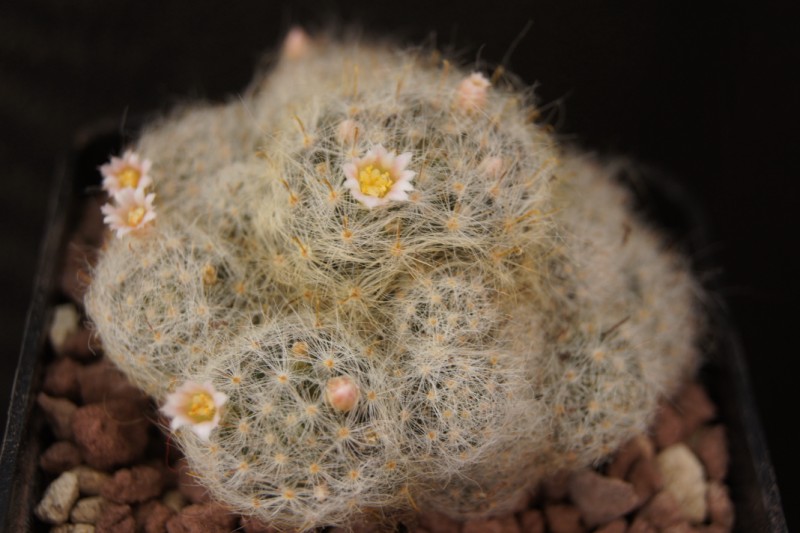 Mammillaria glassii 