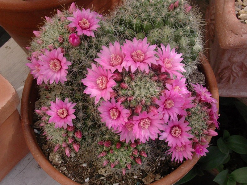 Mammillaria zeilmanniana 