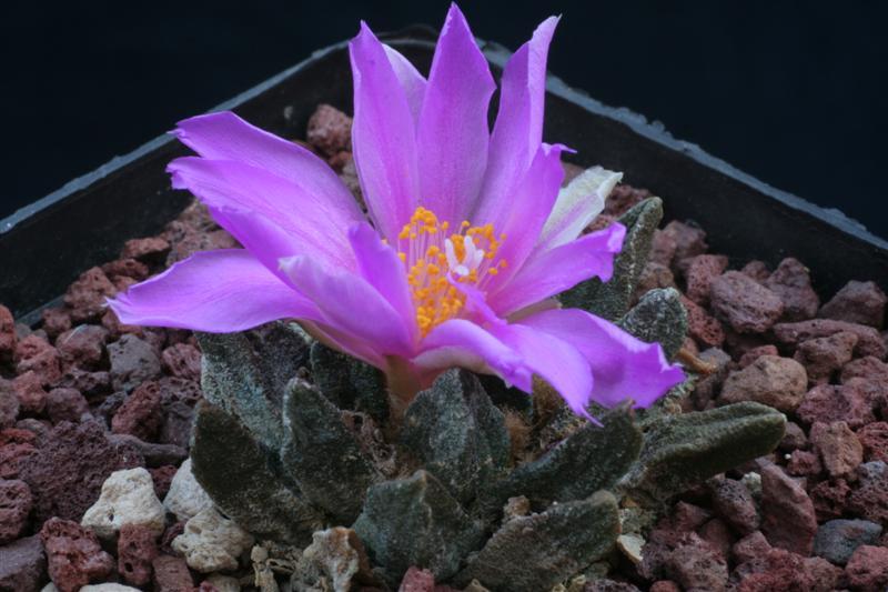 Ariocarpus scaphirostris 