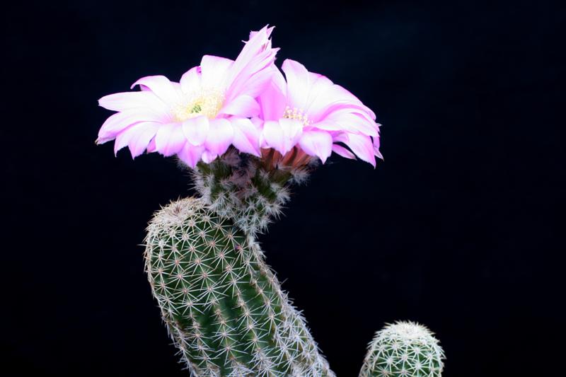 Echinocereus fobeanus ssp. metornii 