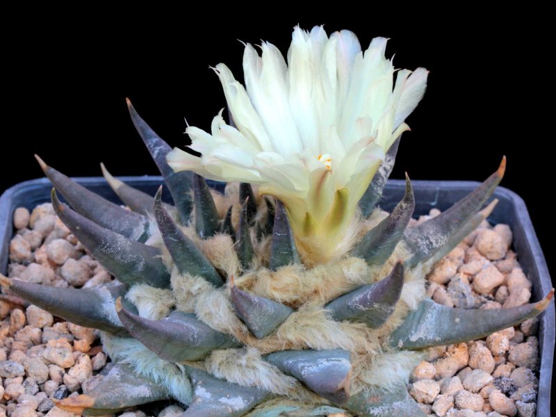 Ariocarpus retusus ssp. trigonus PAN 285