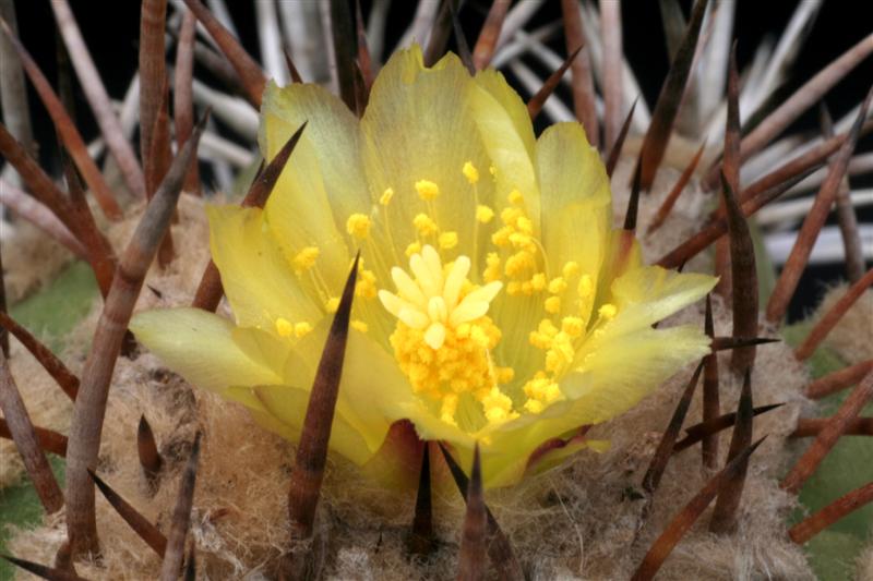 Copiapoa echinoides 