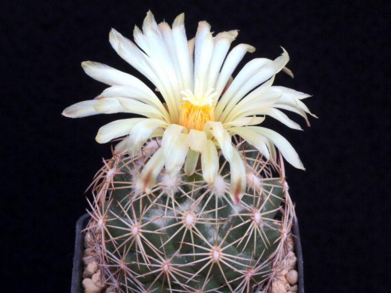 Coryphantha cornifera f. maliterrarum 