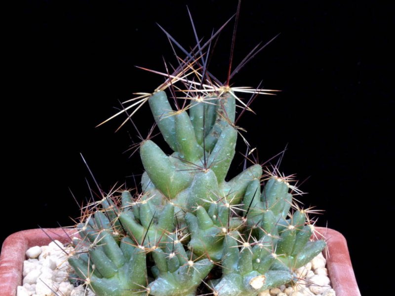 Coryphantha macromeris ssp. runyonii SB 855