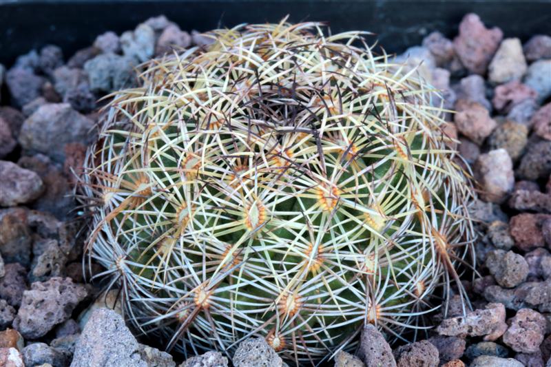 Coryphantha echinus 