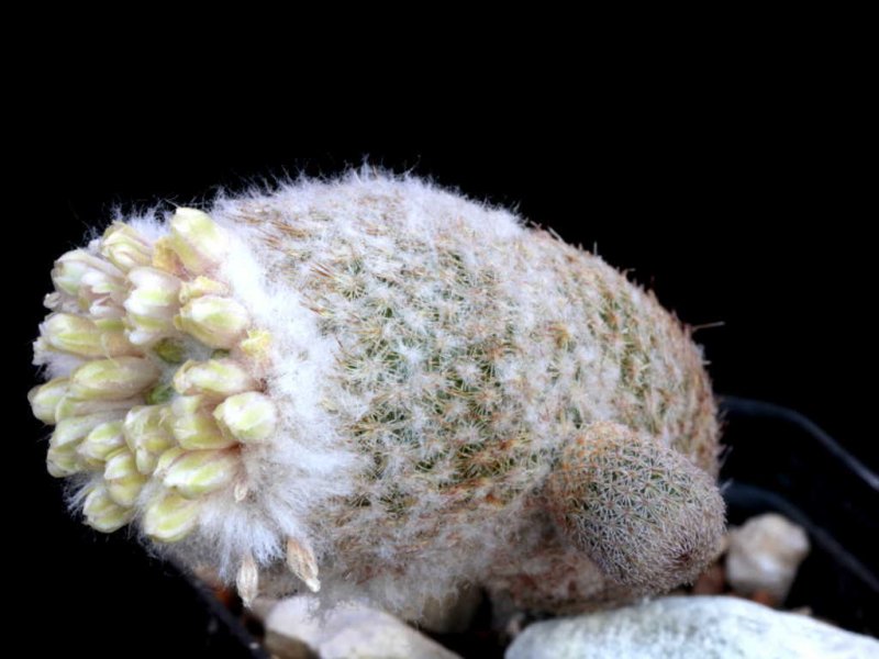 Epithelantha polycephala Z 44