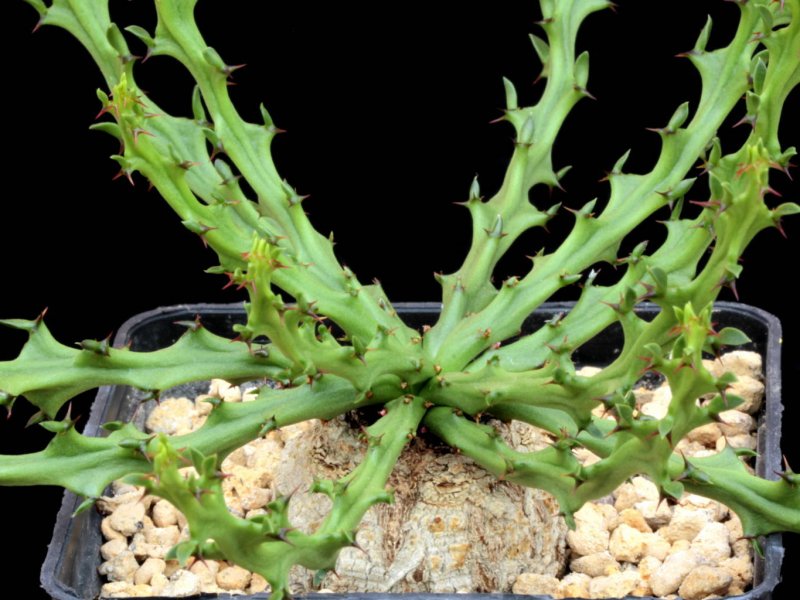 Euphorbia decidua 