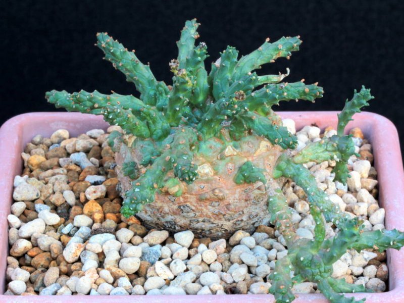 Euphorbia sp. novae g. marx 211 