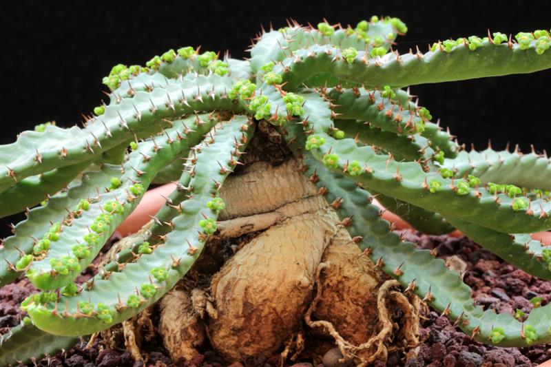 Euphorbia stellata 