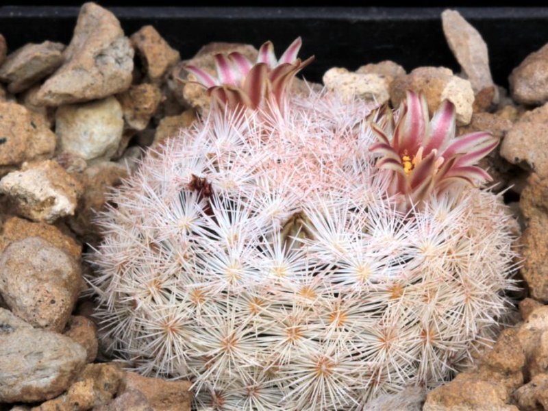 Mammillaria gasseriana SB 1902