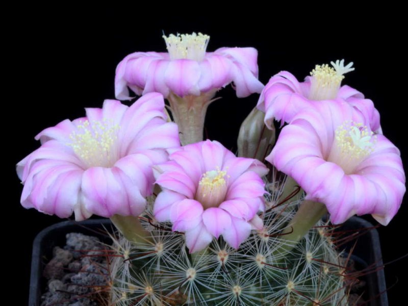 Mammillaria longiflora 