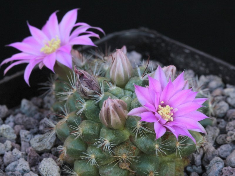 Mammillaria longiflora ssp. stampferi 