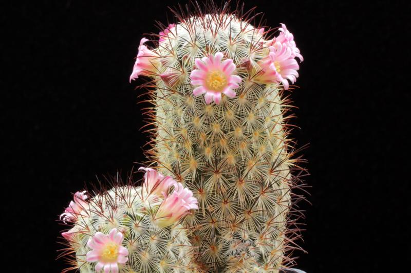 Mammillaria microhelia 