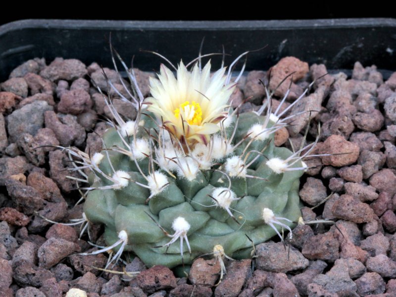 Turbinicarpus swobodae 