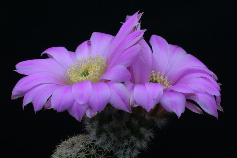 Echinocereus fobeanus ssp. metornii 