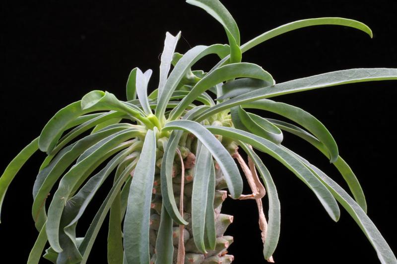 Euphorbia pubiglans 