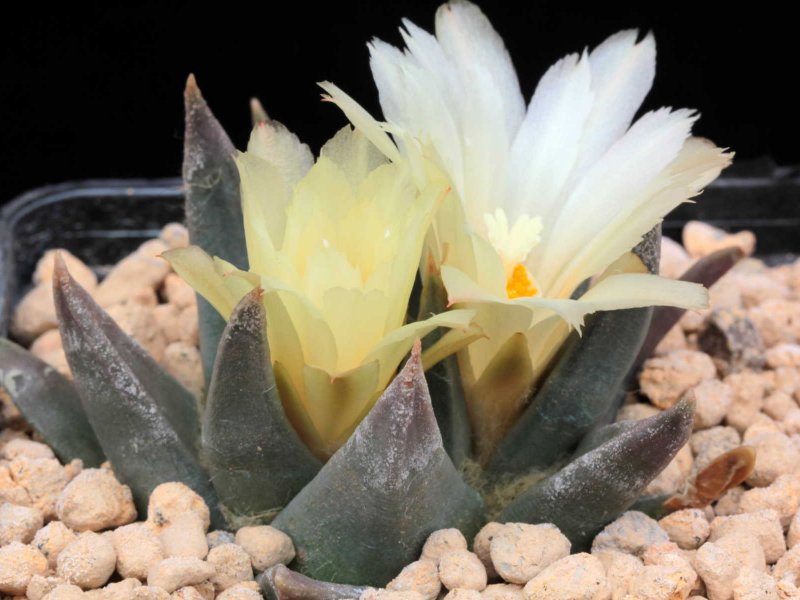 Ariocarpus retusus ssp. trigonus VDZ 135