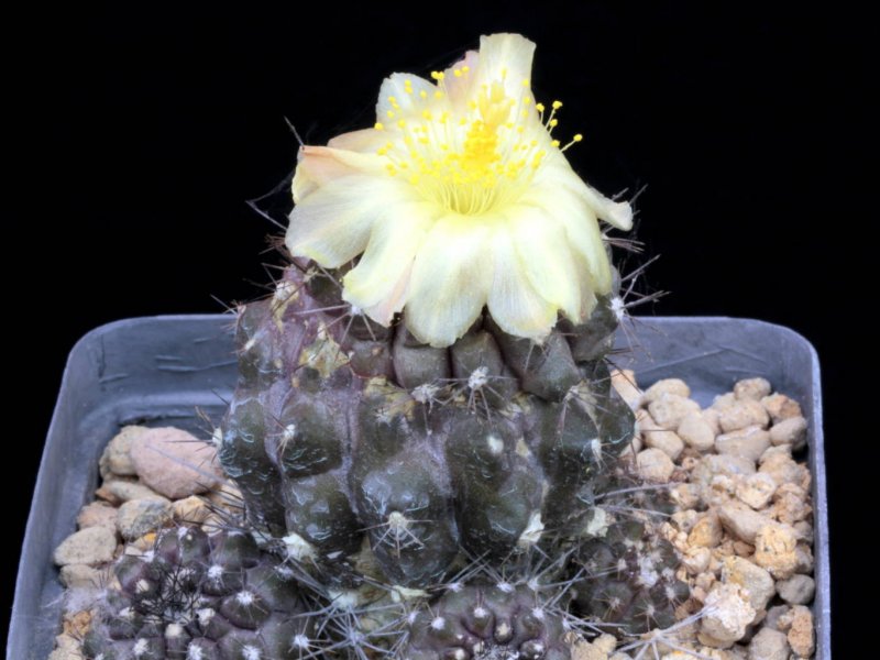 Copiapoa humilis 