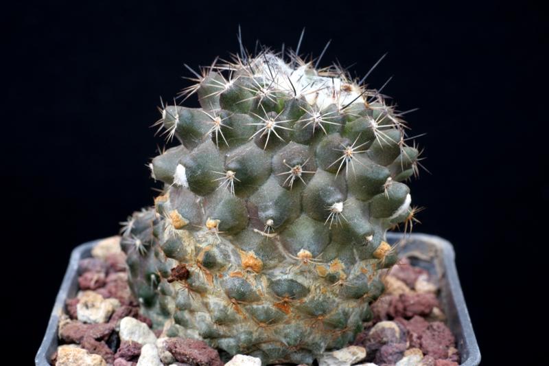 Copiapoa humilis v. tenuissima 