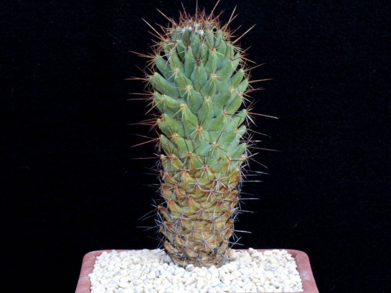 Coryphantha octacantha 