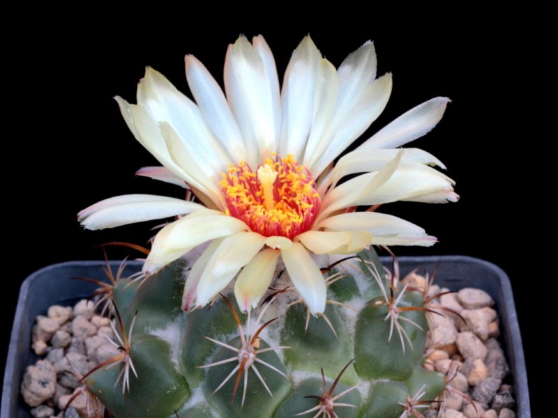 Coryphantha pallida 