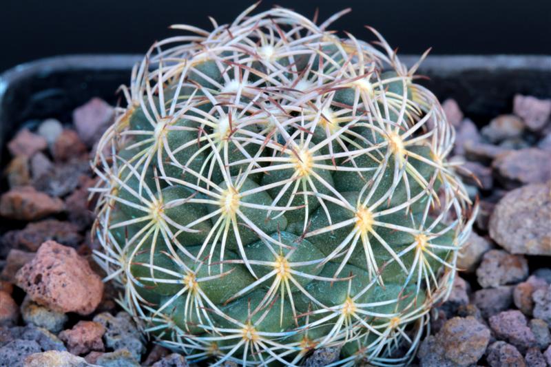 Coryphantha cornifera 