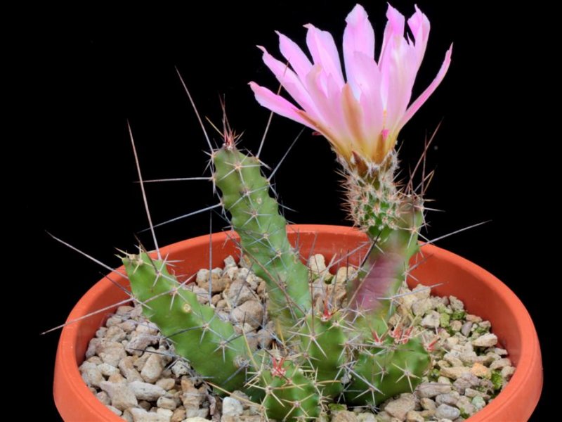 Echinocereus pentalophus ssp. procumbens 