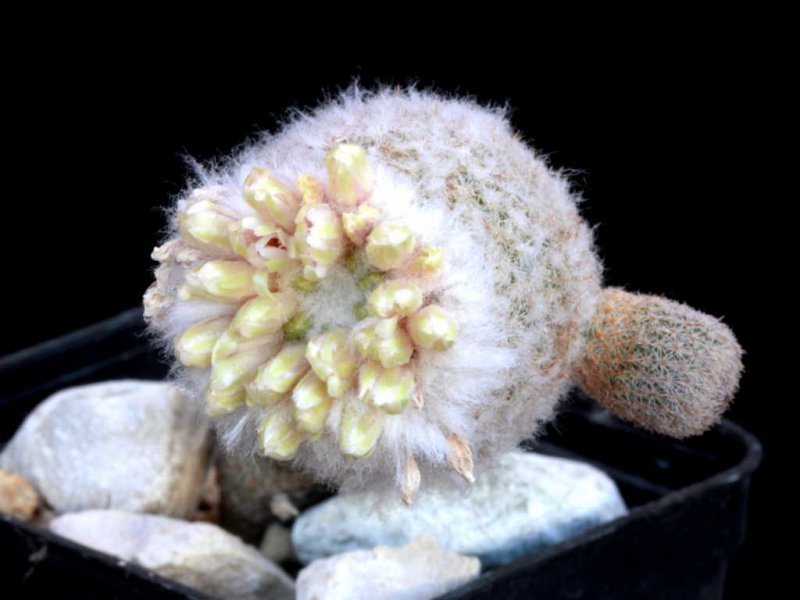 Epithelantha polycephala Z 44