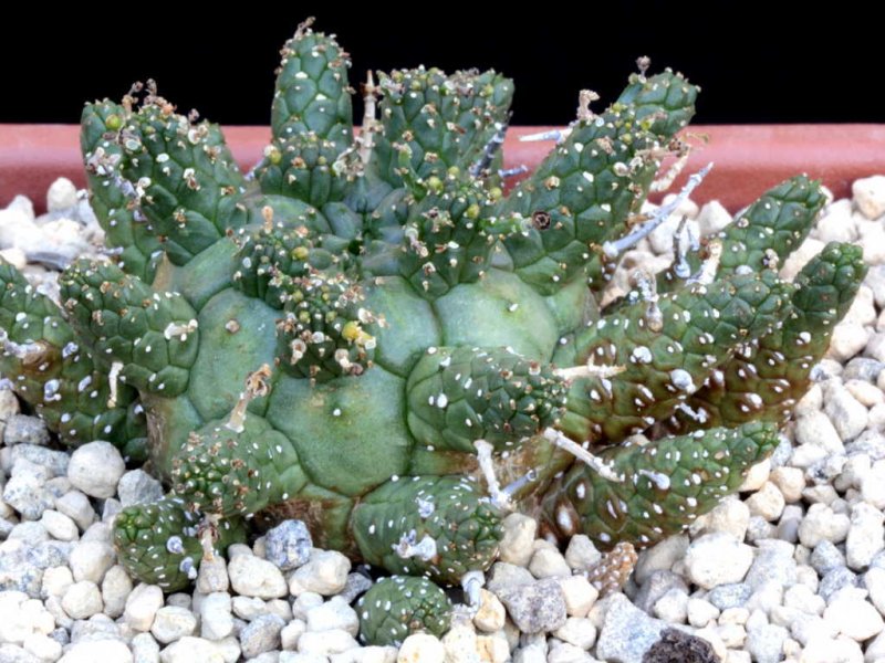 euphorbia gamkensis