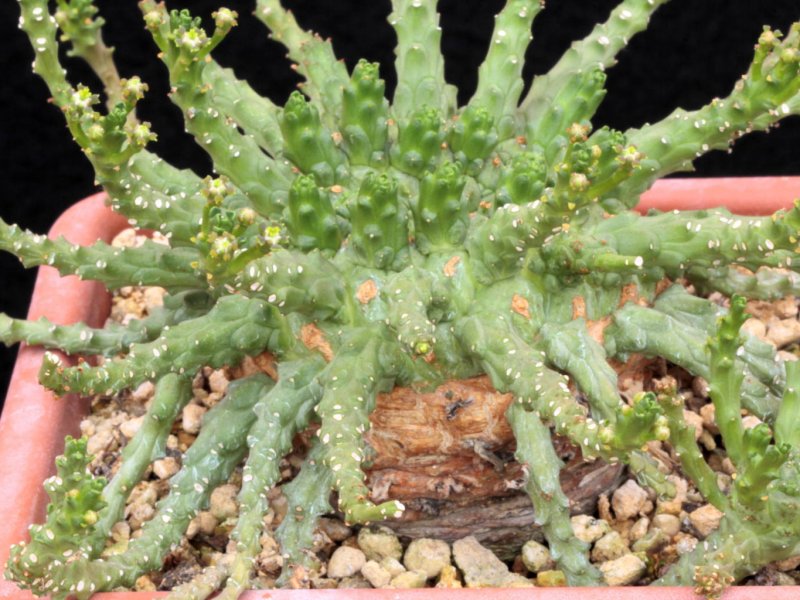 Euphorbia sp. novae g. marx 211 