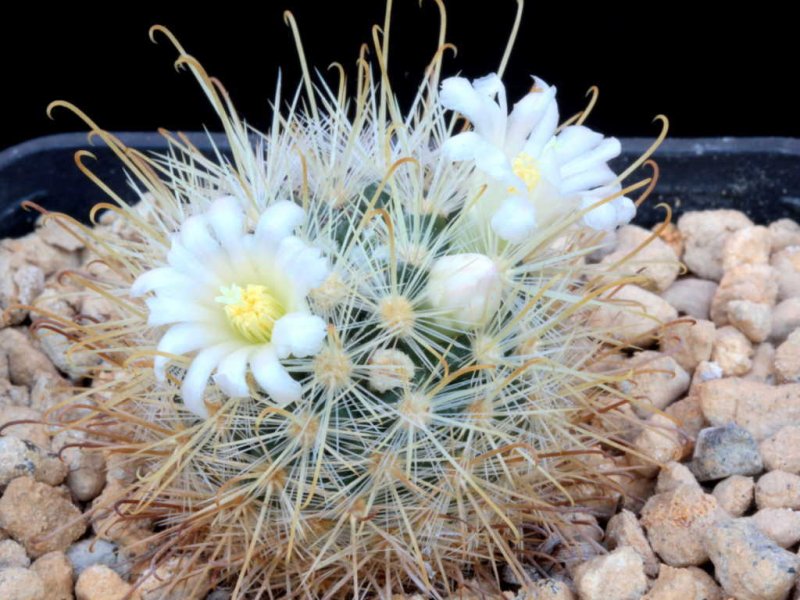 Mammillaria cowpreae P 456