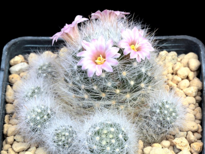 Mammillaria glassii 