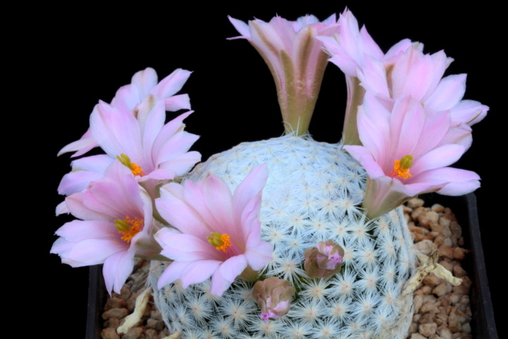 Mammillaria herrerae 