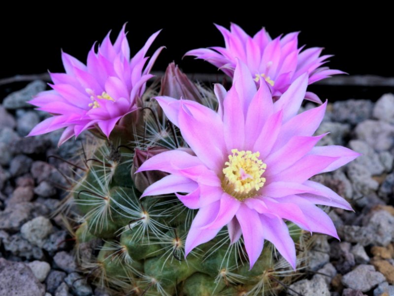 Mammillaria longiflora ssp. stampferi 