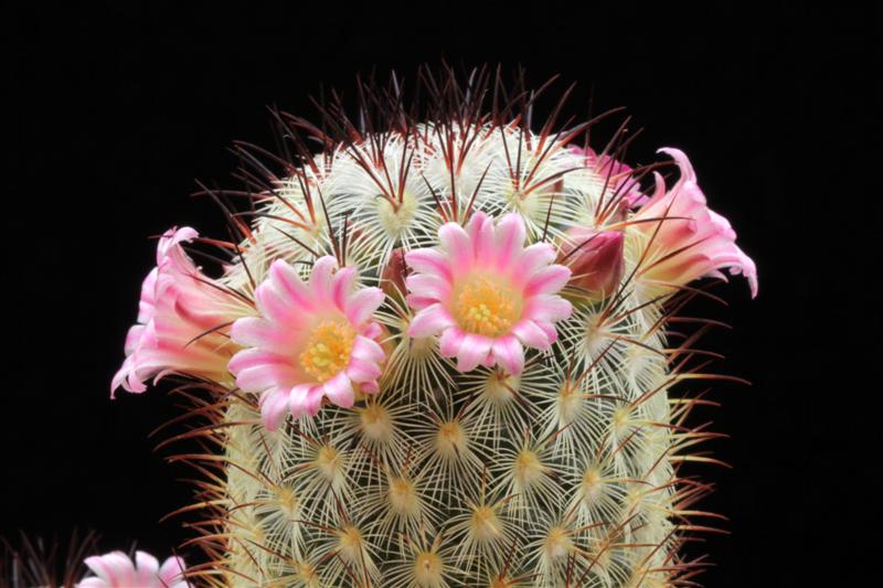 Mammillaria microhelia 