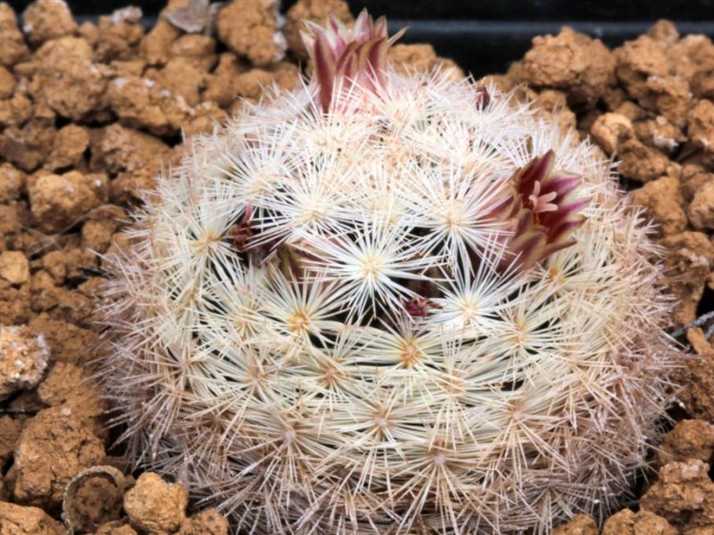 Mammillaria stella-de-tacubaya 