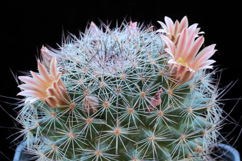 Mammillaria zeyeriana SB 445