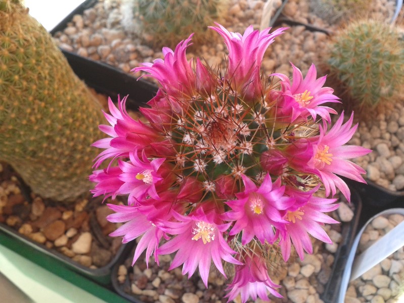 Mammillaria backebergiana 